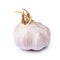 Sprouted garlic bulb