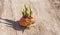 Sprouted gladiolus bulb on wooden background with copy space