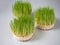 Sprouted grass is prepared for sale. Fresh sprouts. Tasty and healthy live food