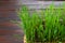 Sprouted green oats in the form of grass at home.