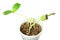 Sprouted growing small bottle gourd plant sprouts in glass