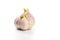 The sprouted head of garlic on a white background