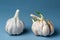 Sprouted Heads of garlic against blue background