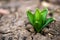 Sprouted hyacinth in early spring garden