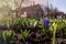 Sprouted hyacinth in early spring garden under warm sunlight