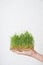 Sprouted microgreen wheat in child hand. Healthy superfood home growth