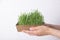 Sprouted microgreen wheat in female hands. Healthy superfood home growth