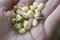 Sprouted mung beans in palm
