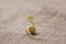 Sprouted mung beans. Sprout, root, stem, leaf. New life. Macro