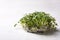 Sprouted mustard microgreen