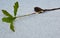 sprouted oak acorn on a white background