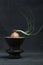 Sprouted onion on a brown vase on a colored background