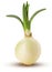 Sprouted onions bulb