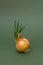 Sprouted onions on a green background