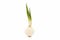 Sprouted onions on white background. Onion bulbs with green sprouts