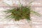 Sprouted Organic Fresh Green Wheat Grass in soil. Triticum aestivum. Healthy concept