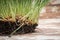 Sprouted Organic Fresh Green Wheat Grass in soil. Triticum aestivum. Healthy concept