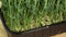 Sprouted Peas For Decorating Dishes or Planting Pea Seeds in the Ground, Rotating Sprouts on a Wooden Cutting Board