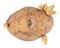 Sprouted potato