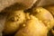 Sprouted potatoes on a background of coarse sacking. Autumn harvest. Seed potatoes for planting. Close up