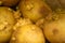 Sprouted potatoes on a background of coarse sacking. Autumn harvest. Seed potatoes for planting. Close up