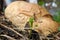 Sprouted potatoes and spoiled bread