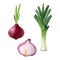 Sprouted red onion and slice of red onion and leek isolated on white background. Watercolor illustration.