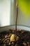 Sprouted seed avocado at home. Nature conservation concept. Avocado sprout.