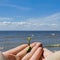 Sprouted seed, sprout in hand, sprout stretches to the sun the beginning of a new life. on the background of sand, beach, blue sky