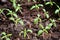 Sprouted seedlings, preparation for summer dacha season, growing vegetable plants