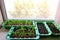 Sprouted seedlings, preparation for summer dacha season, growing vegetable plants