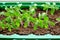 Sprouted seedlings, preparation for summer dacha season, growing vegetable plants