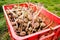 Sprouted seedlings of seed potatoes