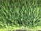 Sprouted seeds of cereals for feeding agricultural, domestic, exotic animals and poultry. In the form of a juicy green mat