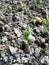 Sprouted seeds of leguminous plants sprout from the ground close-up,string bean sprouts planted on the plantation of pulses, Growi