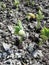 Sprouted seeds of leguminous plants sprout from the ground close-up,string bean sprouts planted on the plantation of pulses, Growi