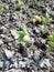 Sprouted seeds of leguminous plants sprout from the ground close-up,string bean sprouts planted on the plantation of pulses, Growi