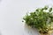 Sprouted seeds and pea stalks on a white plate