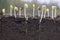 Sprouted soybean shoots in soil with roots. Blurred background.