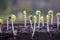 Sprouted soybean shoots in soil with roots. Blurred background.