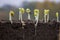 Sprouted soybean shoots in soil with roots. Blurred background.