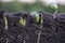 Sprouted soybean shoots in soil with roots. Blurred background