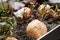 Sprouted sweet potatoes in a container for growing seedlings