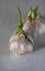Sprouted two heads of garlic