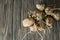 sprouted ugly organic potato on wooden background