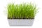 Sprouted wheat, lawn, ornamental potted grass, clipping path, isolated