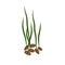 Sprouted wheat seeds. Germinated wheat icon sign. Plant illustration