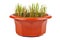 Sprouted wheatspelt  grains in brown plastic pot isolated on white