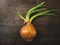 A sprouted white onions on rustic wood