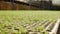 Sprouted young salad seedlings in a greenhouse. Farm theme. Seedlings of vegetable crops on an industrial scale